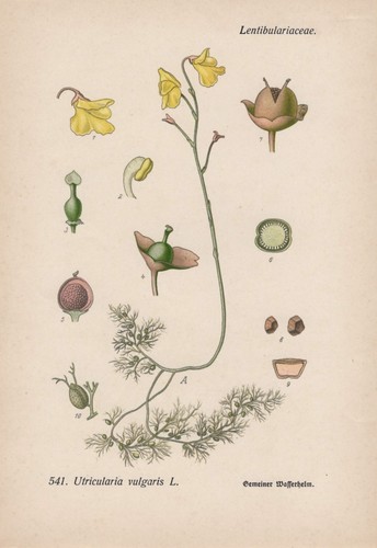 Utricularia vulgaris casque - utricularia,