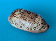 Cypraea Argus Contracasta 60,6