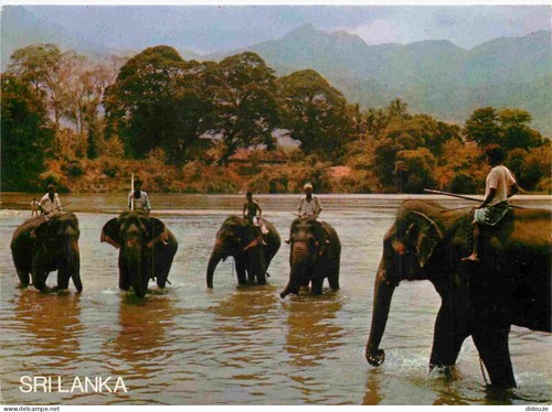 Carte postale animaux - postale,