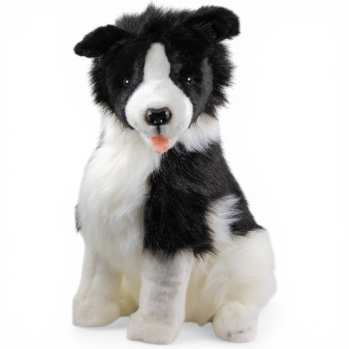 Carl dick border collie - carl,
