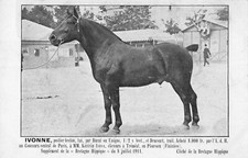 CPA 29 BRETAGNE HIPPIQUE IVONNE POSTIER BRETON A M.M.KERIVIN FRERES TREMEAL