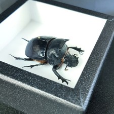Coléoptère bousier naturalisé : Heliocopris - (insecte entomologie taxidermie)