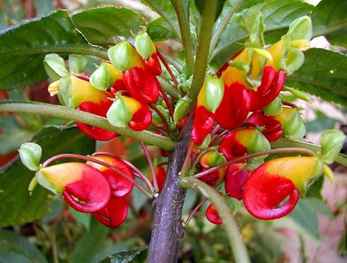 Impatiens niamniamensis bec - niamniamensis,