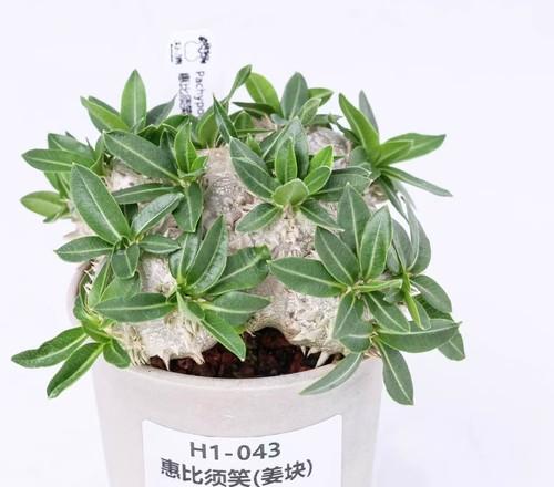 Sale rare cacti - rare,