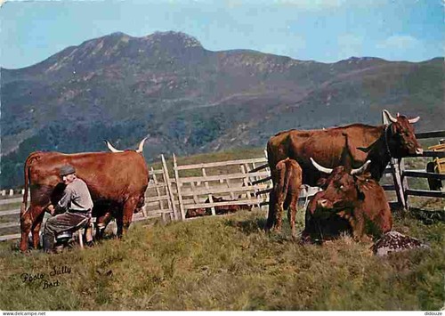Carte postale animaux - postale,