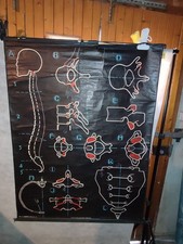 CARTE SCOLAIRE DR AUZOUX  - SQUELLETTE/COLONNE VERTEBRALE - P SOUGY - 100X130 CM