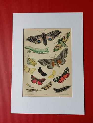 Chromolithographie originale - chromolithographie,