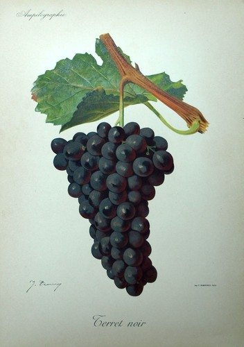 Raisin terret noir vin - raisin,