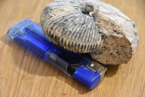 Grande ammonite griesbachites - grande,