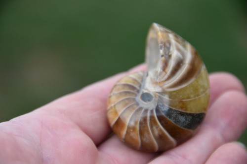 Cymatoceras sakalavus albien - ,