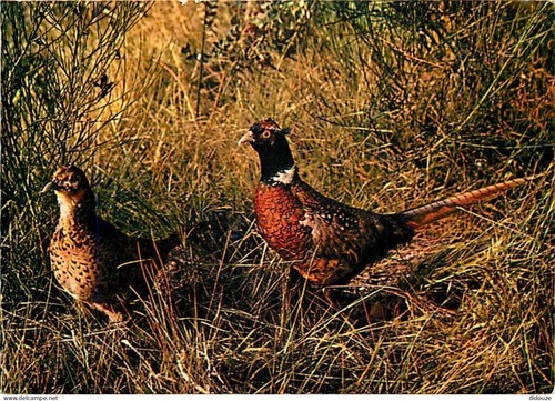 Carte postale animaux - postale,