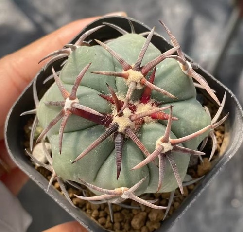 Rare cacti plant echinocactus - cacti,