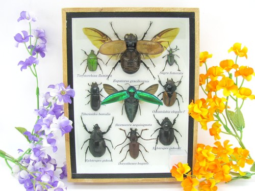 Insectes exotiques réel - 3d,