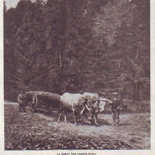 1913 attelage de - de, boeufs