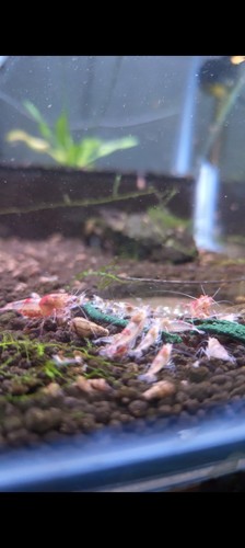 Caridina hallow eyes - caridina, crevettes