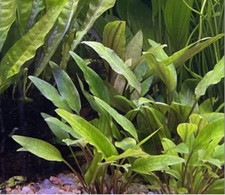 Cryptocoryne lutea 1 touffe plante aquarium facile robuste 1