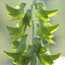 20 graines de Crotalaria Cunninghamii - Fleurs d'Oiseau Royal