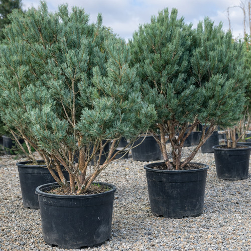 Pinus sylvestris watereri - watereri,