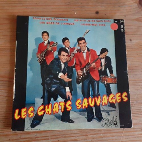 Les chats sauvages sous - les,