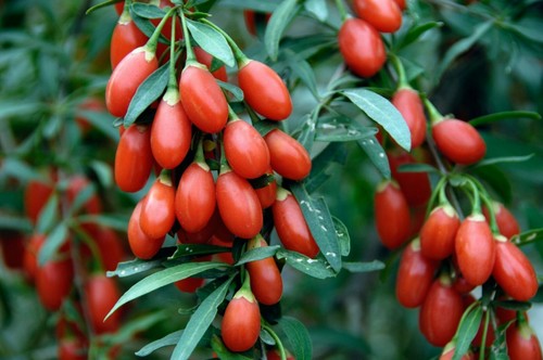100 graines goji plante - 100,