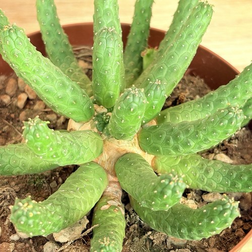 Euphorbia esculenta pot cm - euphorbia,
