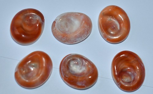 Coquillages oeils de sainte - coquillages,