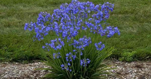 Graines agapanthe - graines,