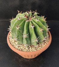 Ferocactus horridus f