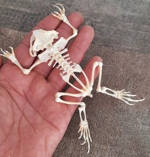 curiosité ,Coquillage,insecte