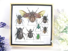 Insectes 3D - exotiques réel