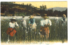 Côte d’Azur (06) – Récolte des Tubéreuses 5 - carte postale ancienne