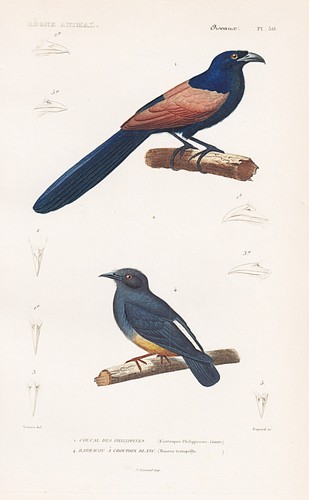 Centropus philippensis coucou - philippensis,