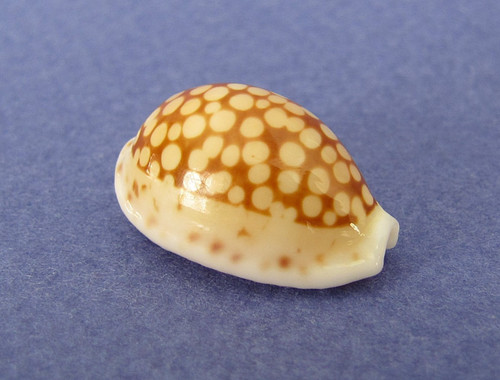 Cypraea cribraria comma