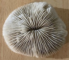 Corail blanc ancien Fungia Scutaria à lamelles dit « coussin de requin » 85 X 75