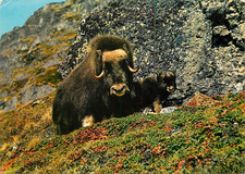 NORWAY MUSK DEER WITH CALF IN THE DOVRE MOUNTAIN