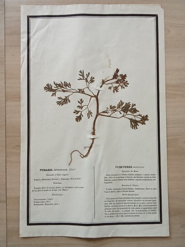 Ancien herbier botanique - ancien,