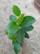 Ficus rubiginosa - 1 Plant - Rare - Port Jackson Fig