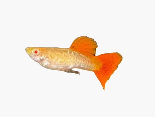 Guppy albino cobra red tail - albino,
