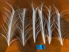 PLUMES DE PAON BLANC BARBILLON . LEURRE / MOUCHE Lot 2
