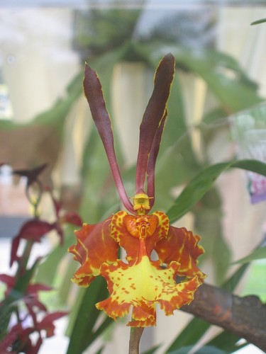 Psychopsis mariposa 3 - (onc.),