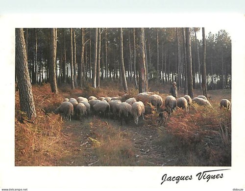 Postcard animals sheep - animals,