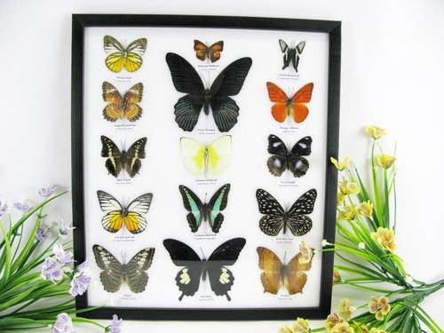 Papillons exotiques réel - exotiques,