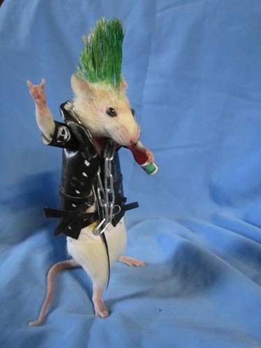 Taxidermie rat punk - taxidermie,