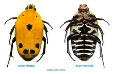 Cetoniidae – EUCHROEA AURIPIGMENTA – Entomologie . insecte 1611F