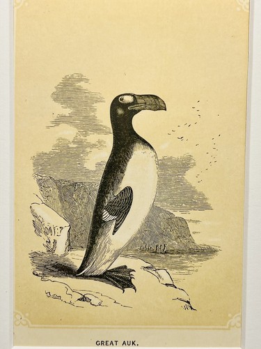 Pingouin oiseaux ornithologie - pingouin,