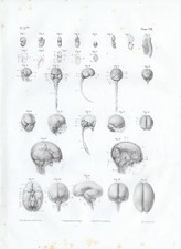 Cabinet de curiosité planche