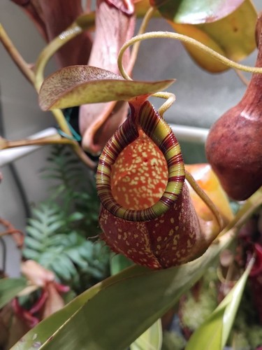 Nepenthes spectabilis - nepenthes, x