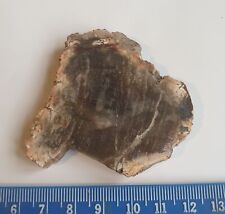 Tranche Épaisse De Bois Fossile - Madagascar - 6,5 Cm