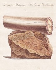 1800 éléphant défense - Éléphant,