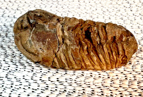 Fossilized trilobite from - fossilized,